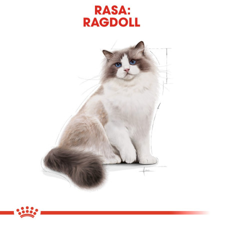 Royal Canin FBN Ragdoll Suaugusiems - sausas kačių maistas - 2 kg