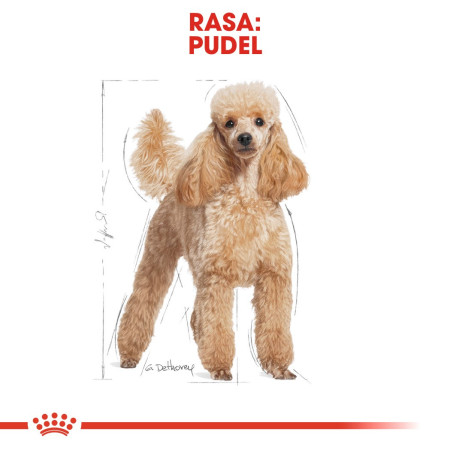 Royal Canin Pudeliai Suaugę 1,5 kg