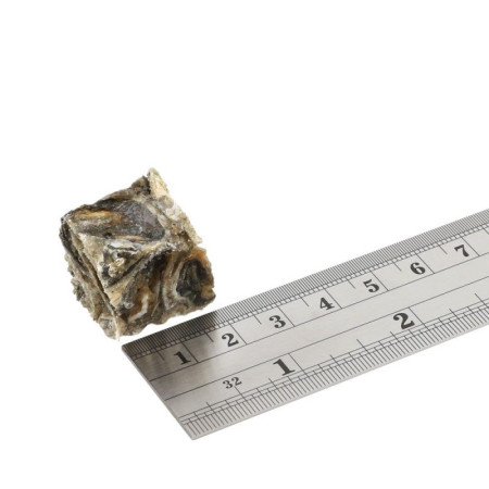 FISH4DOGS Dantų jūros žuvies skanėstas - 575 g