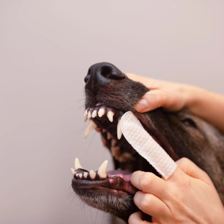 VET EXPERT Caryodent pirštinės - šunų vitaminai - 100 ml