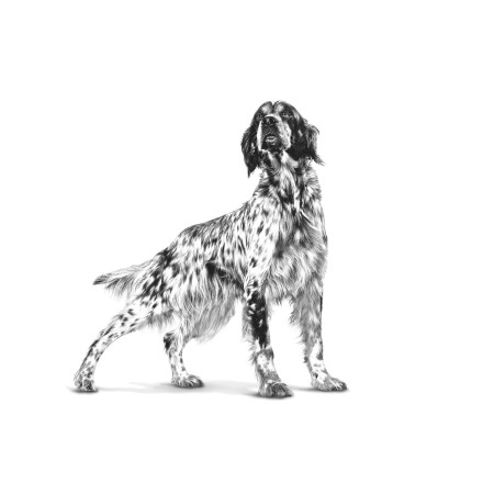 ROYAL CANIN Gastrointestinal Low Fat Loaf VHN - Drėgnas ėdalas šunims - 200 g