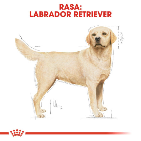 ROYAL CANIN BHN Labrador suaugusiųjų maistas 12 kg