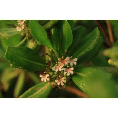 Canon RF 28-70 mm f2.8 IS STM Standartinio priartinimo objektyvas Juoda