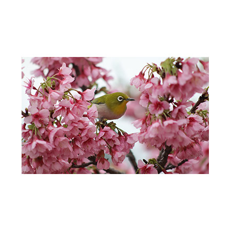 Canon RF 75-300 mm F4-5.6 - Priartinantis Objektyvas Juodas