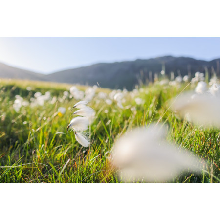 Canon RF 24 mm f1.8 Macro IS STM Plačiakampis Objektyvas