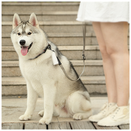 PETKIT | Dog Waste Dispenser Set | Bags: 30x22 cm, Dispenser: 14/8.2 cm x 3.8 cm