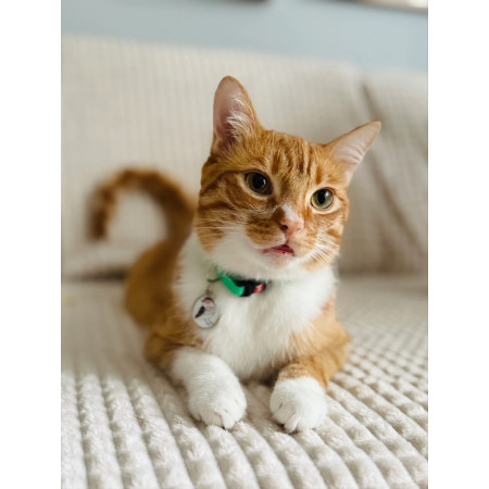 ZOLUX Obroża dla kota z zawieszką w kształcie ptaka CHATOUILLE zielona