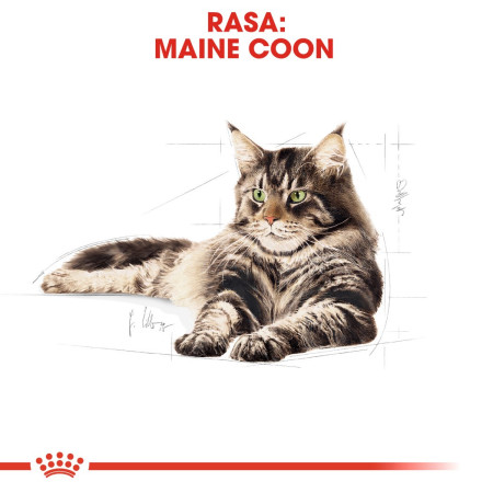 Royal Canin FBN Maine Coon Adult sausa karma suaugusiems katėms - 10kg