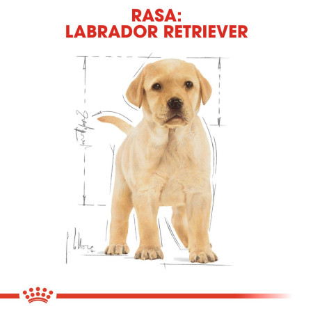 Royal Canin SHN LABRADOR JUNIOR sausa karma (12 kg)