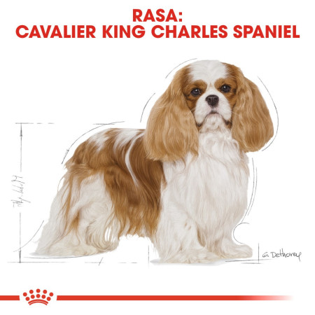 Royal Canin SHN Breed Cavalier K C - sausa karma - 1,5kg