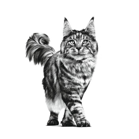 Royal Canin Intestinal Gastro Cat 0,4kg - sausa karma katėms