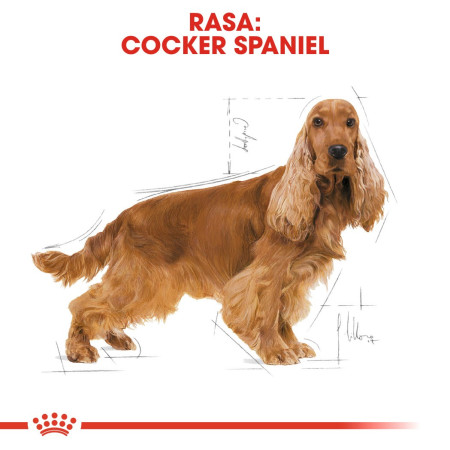 Royal Canin BHN Cocker suaugusiųjų šunų sausa maistas - 12kg
