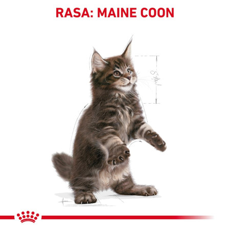 Royal Canin Maine Coon kačiukų maistas - 2kg