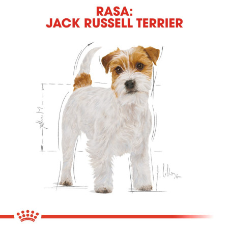 Royal Canin Jack Russell terjero šuniukų maistas (1,50 kg)
